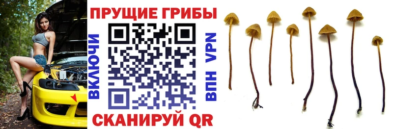 закладка  blacksprut ТОР  Псилоцибиновые грибы MAGIC MUSHROOMS  Терек 
